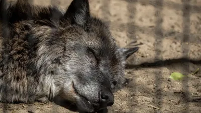 Самые страшные и смертоносные животные Австралии - ЯПлакалъ