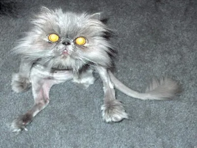 Страшные кошки картинки фотографии