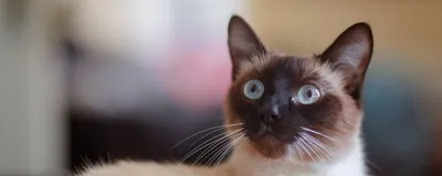 Кошки-сфинксы: красота - страшная сила! | Обозреватель | OBOZ.UA
