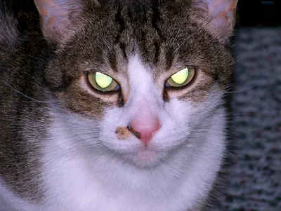 Самые страшные породы кошек: рейтинг самых некрасивых кошек с фото и  описанием