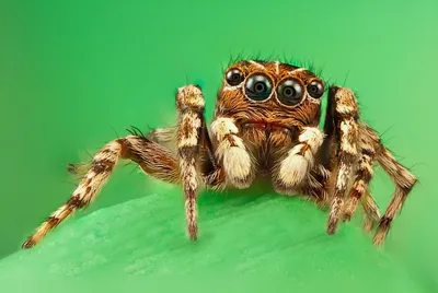 Страшные или милые? 12 макрофото пауков-скакунов с четырьмя парами… глаз -  Tchk.lv
