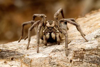 В России открыт новый вид самого страшного паука в мире - Hi-News.ru