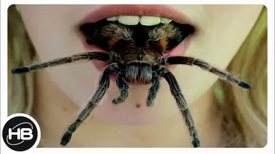 10 САМЫХ ОПАСНЫХ паукообразных СУЩЕСТВ В МИРЕ. Самые Опасные Пауки в Мире -  YouTube