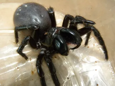 Огромные пауки выползают из черной …» — создано в Шедевруме
