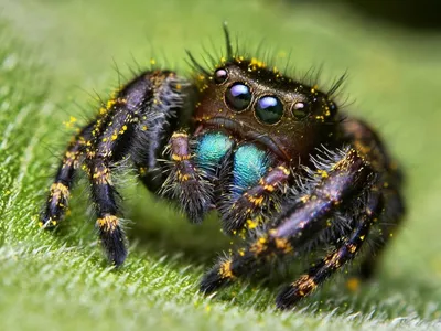 Огромный ,страшный паук на Хеллоуин» — создано в Шедевруме