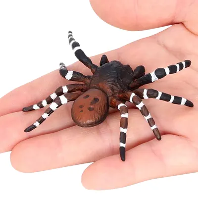 Фаланга: страшный, но не опасный и очень необычный паук | minotaur | Дзен