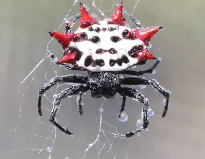 Черный большой паук в лесу - 69 фото