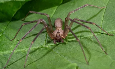 Арахнофобия: 10 самых страшных пауков Австралии | Пикабу
