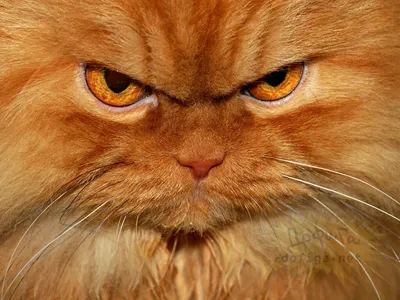 Самый злой кот в мире вызовет у вас мурашки по коже! | кот познал дзен |  Дзен