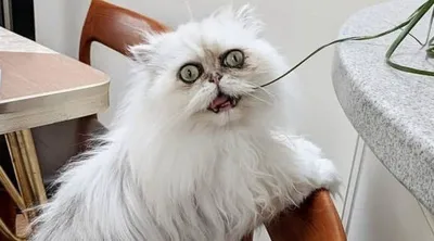 Самый страшный кот в мире поразил пользователей Интернета