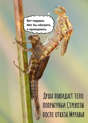 Стрекоза и муравей - И.А. Крылов - YouTube