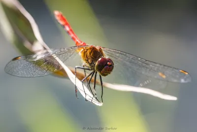 Стрекоза - описание насекомого | Виды стрекоз и фото в природе