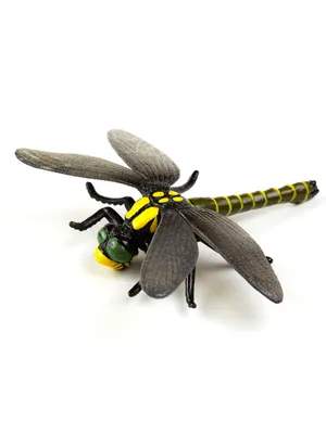 Стрекозы: фото, описание отряда насекомых, виды, превращение