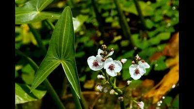 Растения Пензенской области: Стрелолист обыкновенный