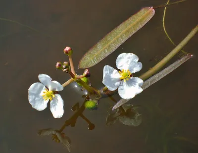 Стрелолист обыкновенный (Sagittaria sagittifolia)