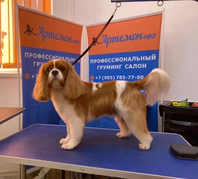Стрижка собак - цены на услугу груминга собак в Москве | «АРТЕМОНофф»