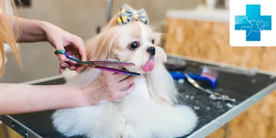 Гигиеническая стрижка собак и общий уход в Киеве, Barber Pet
