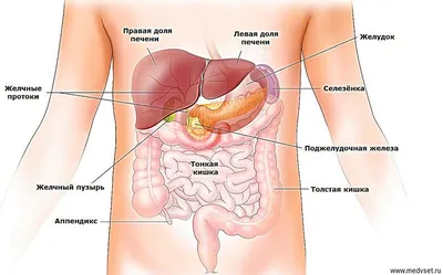 Ннутренние органы человека: картинки брюшной полости | Заболевания, Диета  при язве, Человек