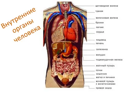 Картинки расположение органов человека (69 фото)