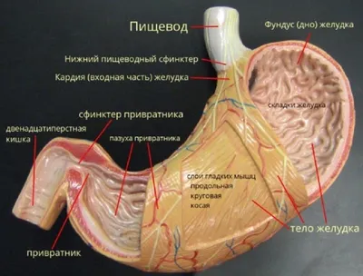 Картинки расположение органов человека (69 фото)