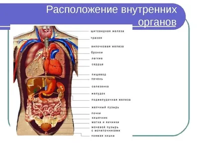 Как Расположены Внутренние Органы? Анатомия Человека + Картинки | Человек,  Анатомия человека, Здоровье