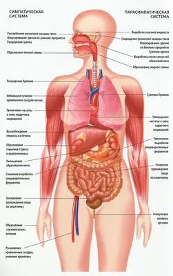 Анатомия человека. Строение и расположение внутренних органов человека.  Органы грудной клетки, брюшной полости, органов мало… | Анатомия человека,  Анатомия, Человек