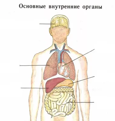 Внутренние органы картинки (59 лучших фото)