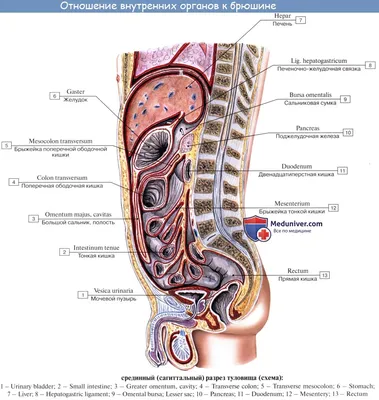 Внутренние органы картинки (59 лучших фото)