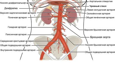 Строение женской репродуктивной системы и таза: иллюстрации с надписями |  e-Anatomy