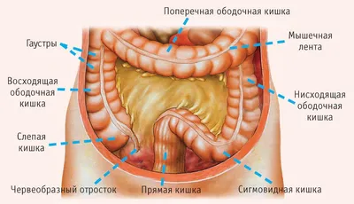 Средний этаж брюшной полости | Молекулярная биология, Анатомия, Анатомия  человека