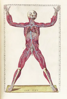 Анатомия человека. Современный атлас с подробными иллюстрациями Билич Г.Л.,  Зигалова Е.Ю. 9785041197018