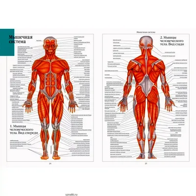 Брюшная и тазовая полости : нормальная анатомия | e-Anatomy