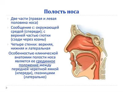 Плакат по анатомии человека \"Мышечная система\" / ламинированный / А-2  (42x60 см.) - купить с доставкой по выгодным ценам в интернет-магазине OZON  (912280397)