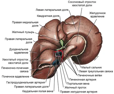 Строение внутренних органов человека. Анатомия. Старинная гравюра купить в  галерее Rarita в Москве