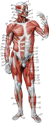 Брюшная и тазовая полости : нормальная анатомия | e-Anatomy