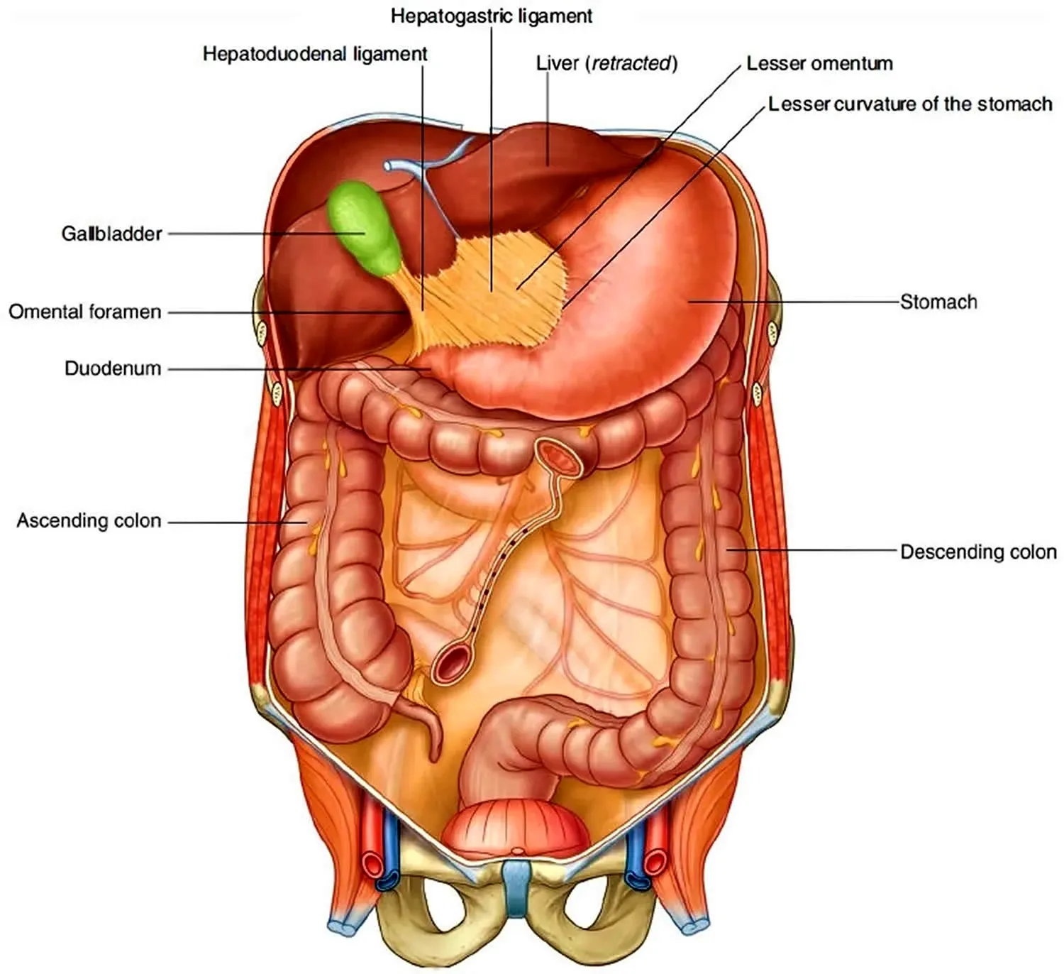 Строение брюшной полости у женщин. Расположение органов у человека в брюшной полости у женщины картинка.