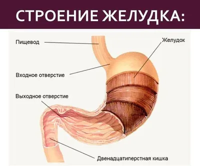 Пищеварительная система : нормальная анатомия | e-Anatomy