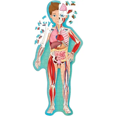 Анатомия для студентов медицинских ВУЗов (часть 3: Аорта и артерии) | Good  doctor | Дзен