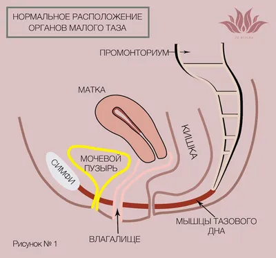 Брюшная полость и таз : нормальная анатомия | e-Anatomy