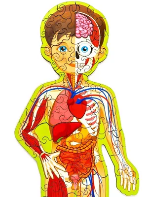 Pin by Светлана on анатомия | Medical knowledge, Medical anatomy, Human  body anatomy