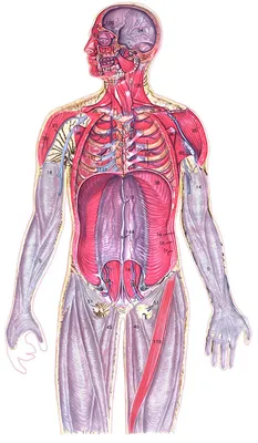 Анатомия человека: простое и доступное описание анатомических и  физиологических особенностей тела человека