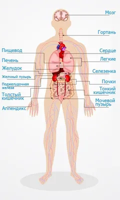 Желудок человека — Википедия