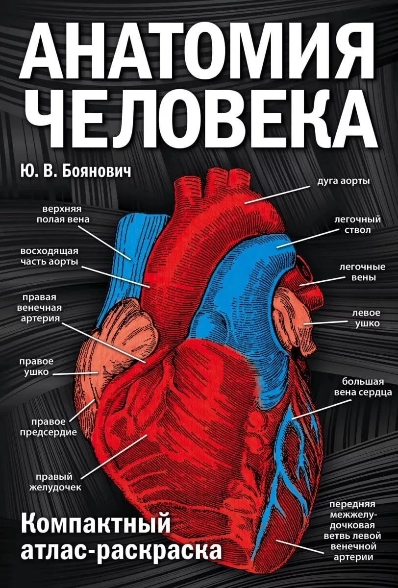 Анатомия Человека Диаграмма Женского Тела И Органов — стоковая векторная  графика и другие изображения на тему Внутренний орган человека - iStock