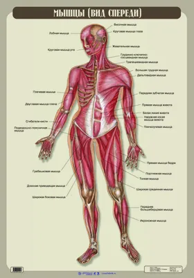 Как расположены внутренние органы человека, фото? | Кровеносная система,  Биология, Система органов человека
