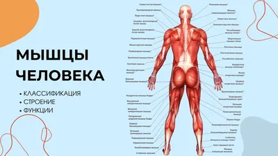 The Scientist (США): новые открытия в анатомии человека (The Scientist,  США) | 07.10.2022, ИноСМИ