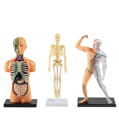Анатомическая модель для детей \"Строение тела человека\" Эврики 39988219  купить за 693 ₽ в интернет-магазине Wildberries