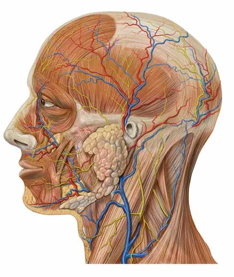 Полная анатомия человека (Мужская) 3D модель - Скачать Анатомия на  3DModels.org