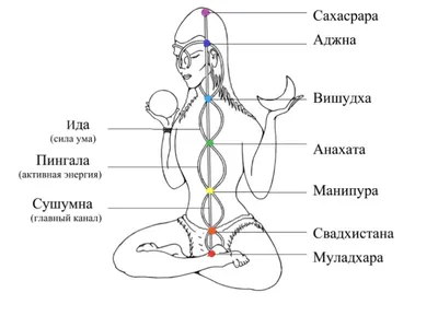 Иллюстрация 2 из 16 для Анатомия человека. Атлас в 3-х томах. Том 1.  Остеология, артросиндесмология, миология - Лев Колесников | Лабиринт -  книги. Источник: Лабиринт