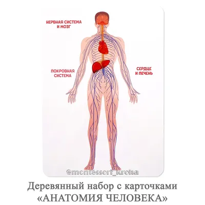 Строение тела человека, 10 таблиц+80 карт. купить в Москве, цена -  labkabinet.ru