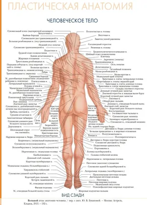 Большая книга. Анатомия человека. Строение тела человека. Внутренние органы  человека.Мышцы купить по цене 250 ₽ в интернет-магазине KazanExpress